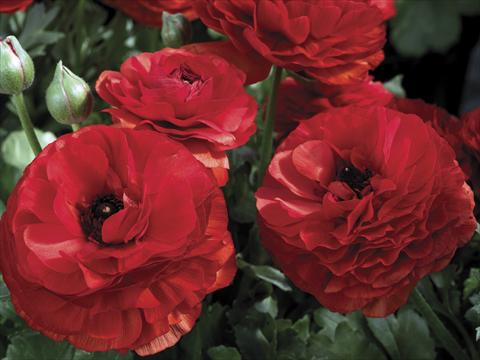 Photo de variété de fleurs à utiliser comme: Pot et Plante à massif Ranunculus asiaticus Mache Red
