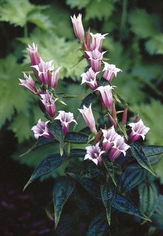 Photo de variété de fleurs à utiliser comme: Pot et Plante à massif Gentiana asclepiadea Pink Swallow