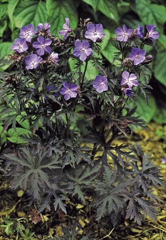 Photo de variété de fleurs à utiliser comme: Pot et Plante à massif Geranium pratense Dark Reiter