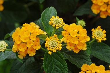Photo de variété de fleurs à utiliser comme: Pot, Plante à massif, patio, Suspension Lantana camara Suntana Gold