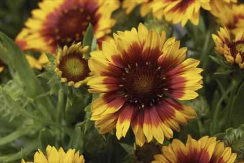 Photo de variété de fleurs à utiliser comme: Pot Gaillardia Sunburst T Yelloww Red