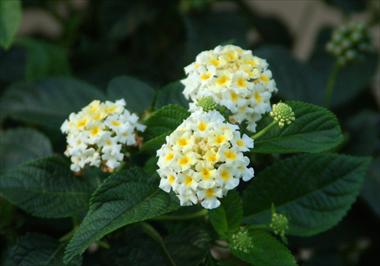 Photo de variété de fleurs à utiliser comme: Pot, Plante à massif, patio, Suspension Lantana camara Suntana White