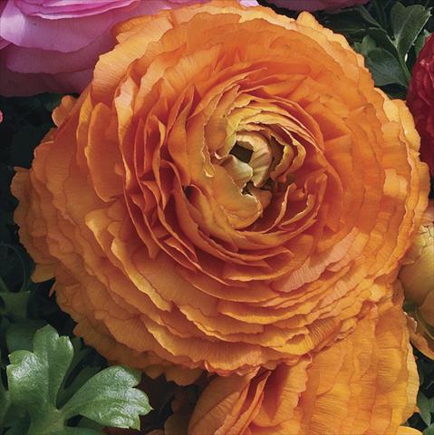 Photo de variété de fleurs à utiliser comme: Pot Ranunculus asiaticus Magic Orange