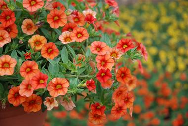 Photo de variété de fleurs à utiliser comme: Patio, Suspension Calibrachoa Superbells Orange