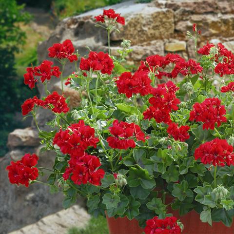 Photo de variété de fleurs à utiliser comme: Patio, pot Pelargonium zonale Gen® Fireball