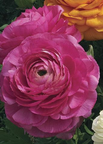 Photo de variété de fleurs à utiliser comme: Pot Ranunculus asiaticus Magic Rose