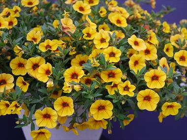 Photo de variété de fleurs à utiliser comme: Patio, Suspension Calibrachoa Superbells Yellow