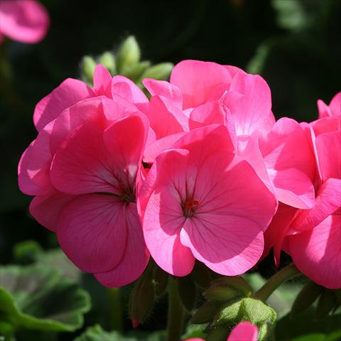 Photo de variété de fleurs à utiliser comme: Pot Pelargonium zonale Inspire Rose