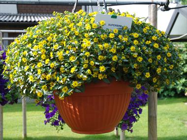 Photo de variété de fleurs à utiliser comme: Pot, Plante à massif, patio, Suspension Sanvitalia PW Superbini