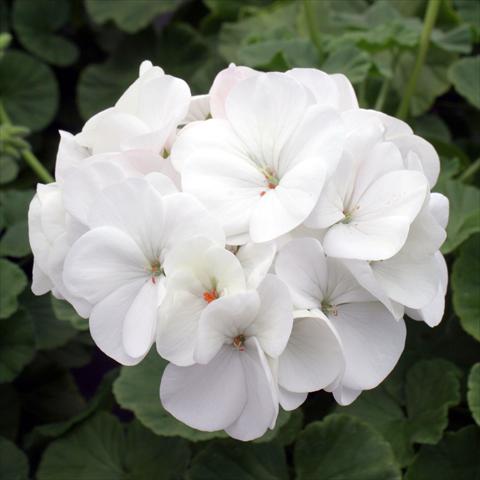 Photo de variété de fleurs à utiliser comme: Pot Pelargonium zonale Inspire White