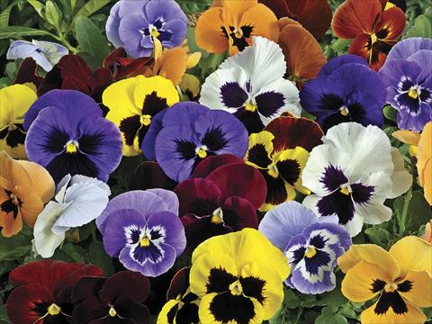 Photo de variété de fleurs à utiliser comme: Pot et Plante à massif Viola wittrockiana Mariposa Blotch Mix