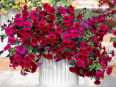 Photo de variété de fleurs à utiliser comme: Pot, patio, Suspension Calibrachoa Supercal Magenta