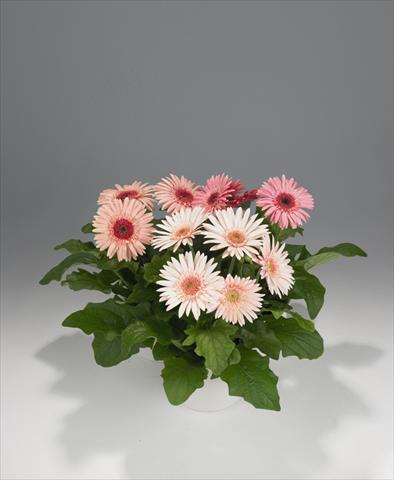 Photo de variété de fleurs à utiliser comme: Pot Gerbera jamesonii Royal Pink