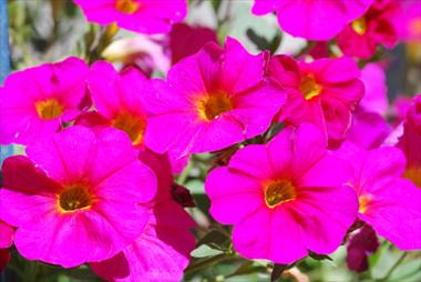 Photo de variété de fleurs à utiliser comme: Pot, patio, Suspension Calibrachoa Supercal Pink