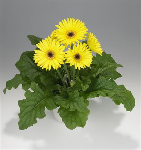 Photo de variété de fleurs à utiliser comme: Suspension / pot Gerbera jamesonii Royal Yellow 8131