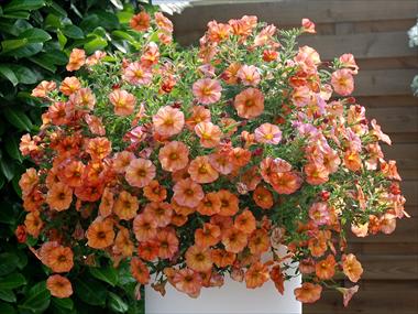 Photo de variété de fleurs à utiliser comme: Pot, patio, Suspension Calibrachoa Supercal Terracotta