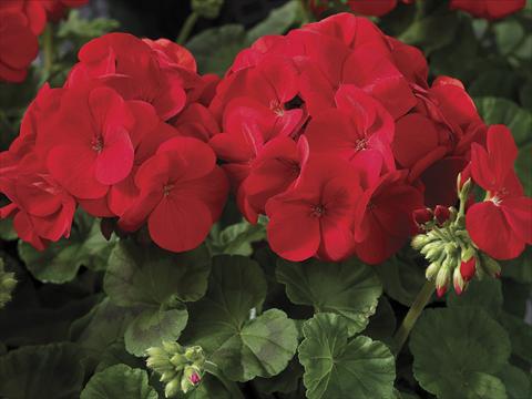 Photo de variété de fleurs à utiliser comme: Pot, Plante à massif, patio Pelargonium zonale Maverick Scarlet Imp