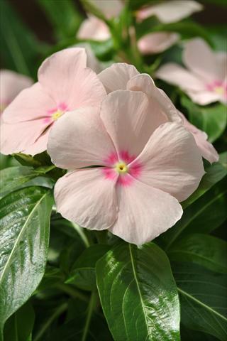 Photo de variété de fleurs à utiliser comme: Plante à massif, pot ou Suspension Catharanthus roseus - Vinca Mediterranean Peach XP