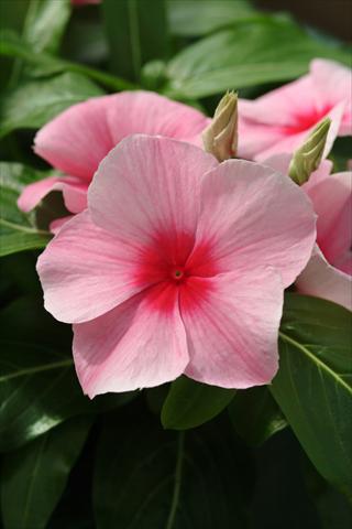 Photo de variété de fleurs à utiliser comme: Plante à massif, pot ou Suspension Catharanthus roseus - Vinca Mediterranean Strawberry XP