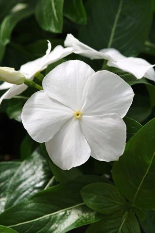 Photo de variété de fleurs à utiliser comme: Plante à massif, pot ou Suspension Catharanthus roseus - Vinca Mediterranean White XP