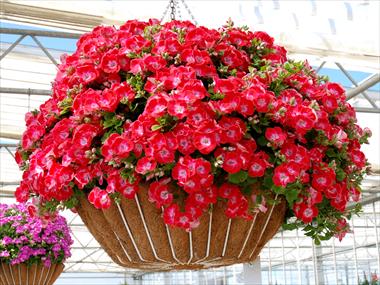 Photo de variété de fleurs à utiliser comme: Pot Pelargonium grandiflorum Surfin Red
