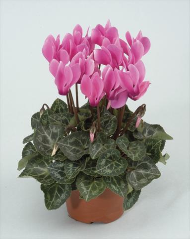 Photo de variété de fleurs à utiliser comme: Pot et Plante à massif Cyclamen persicum Midori Pink