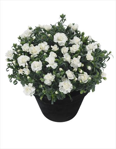 Photo de variété de fleurs à utiliser comme: Pot Dianthus Moonstone