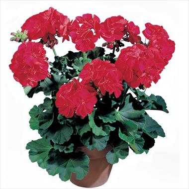 Photo de variété de fleurs à utiliser comme: Patio, pot Pelargonium zonale Top Leonardo