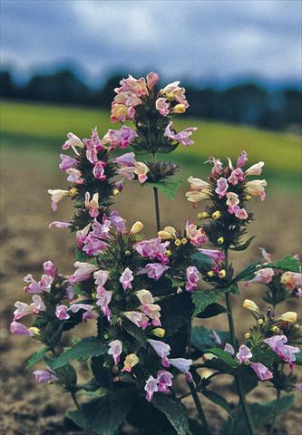 Photo de variété de fleurs à utiliser comme: Plante à massif/ plante de bordure Nepeta subsessilis Pink Dreams