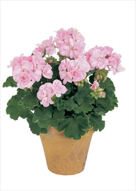 Photo de variété de fleurs à utiliser comme: Pot, Plante à massif, patio Pelargonium zonale Trend Rose