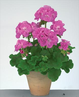 Photo de variété de fleurs à utiliser comme: Pot, Plante à massif, patio Pelargonium zonale Trend Lavender