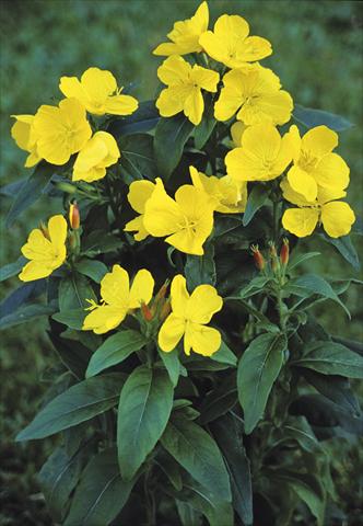 Photo de variété de fleurs à utiliser comme: Plante à massif/ plante de bordure Oenothera  pilosella Yella Fella
