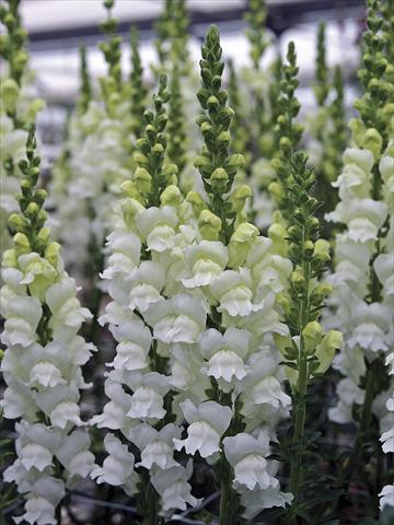 Photo de variété de fleurs à utiliser comme: Pot et Plante à massif Antirrhinum majus Opus Fresh White