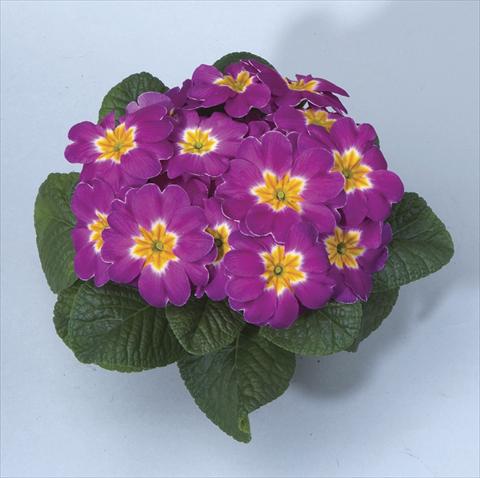Photo de variété de fleurs à utiliser comme: Pot, Plante à massif, patio, Suspension Primula acaulis, veris, vulgaris Orion Lilac Pot