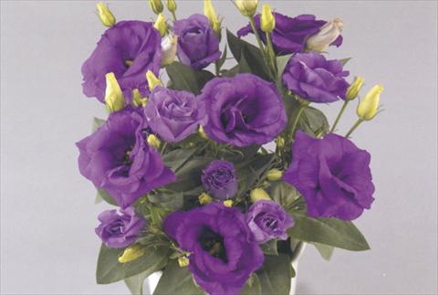 Photo de variété de fleurs à utiliser comme: Pot et Plante à massif Lisianthus (Eustoma rusellianum) Rosie Lavender Blue