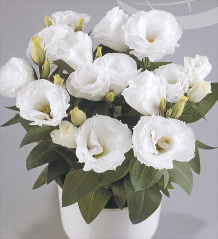 Photo de variété de fleurs à utiliser comme: Pot et Plante à massif Lisianthus (Eustoma rusellianum) Rosie White
