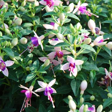 Photo de variété de fleurs à utiliser comme: Pot Fuchsia Shadowdancer™ Viona