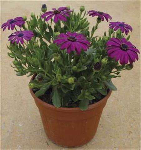 Photo de variété de fleurs à utiliser comme: Pot et Plante à massif Osteospermum Astra Dark Copper