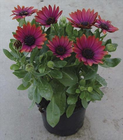 Photo de variété de fleurs à utiliser comme: Pot et Plante à massif Osteospermum Astra Red Copper