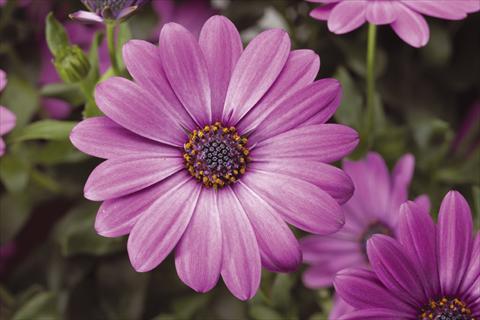 Photo de variété de fleurs à utiliser comme: Pot et Plante à massif Osteospermum Tradewinds® Light Purple