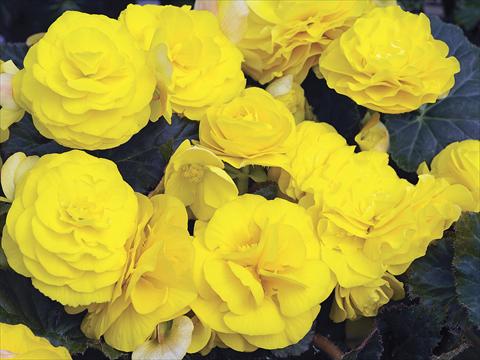 Photo de variété de fleurs à utiliser comme: Pot, Plante à massif, patio, Suspension Begonia tuberhybrida GoGo Yellow Imp
