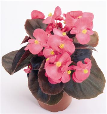 Photo de variété de fleurs à utiliser comme: Pot et Plante à massif Begonia semperflorens Nightlife Deep Rose