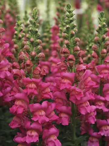 Photo de variété de fleurs à utiliser comme: Pot et Plante à massif Antirrhinum majus Overture II Rose
