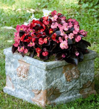 Photo de variété de fleurs à utiliser comme: Pot et Plante à massif Begonia semperflorens Nightlife Mix