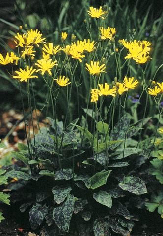 Photo de variété de fleurs à utiliser comme: Plante à massif/ plante de bordure Hieracium maculatum (spilophaeum) Leopard