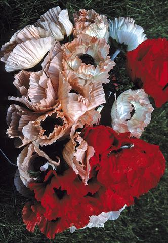 Photo de variété de fleurs à utiliser comme: Plante à massif/ plante de bordure Papaver orientale Haremstraum