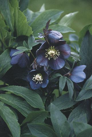 Photo de variété de fleurs à utiliser comme: Plante à massif/ plante de bordure Helleborus Orientalis-Hybr. Blue Metallic Lady