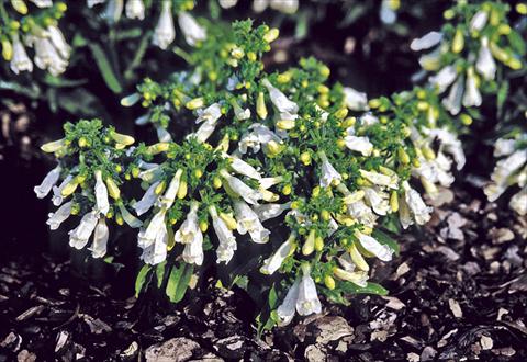 Photo de variété de fleurs à utiliser comme: Plante à massif/ plante de bordure Penstemon hirsutus var. pygmeus f. albus Penstemon f. albus