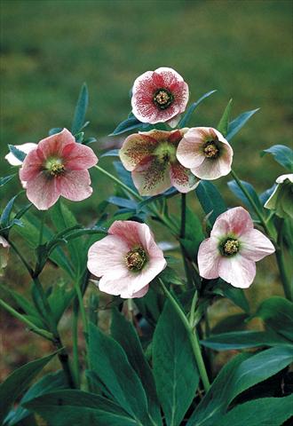 Photo de variété de fleurs à utiliser comme: Plante à massif/ plante de bordure Helleborus Orientalis-Hybr. Pink Lady