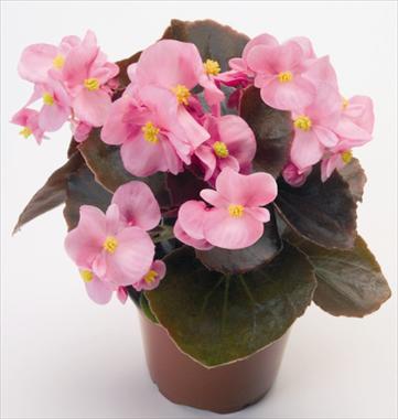 Photo de variété de fleurs à utiliser comme: Pot et Plante à massif Begonia semperflorens Nightlife Pink
